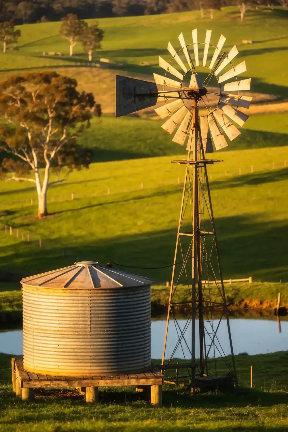 A corrugated rainwater tank on a timber stand and a windmill beside a farm dam in green paddocks