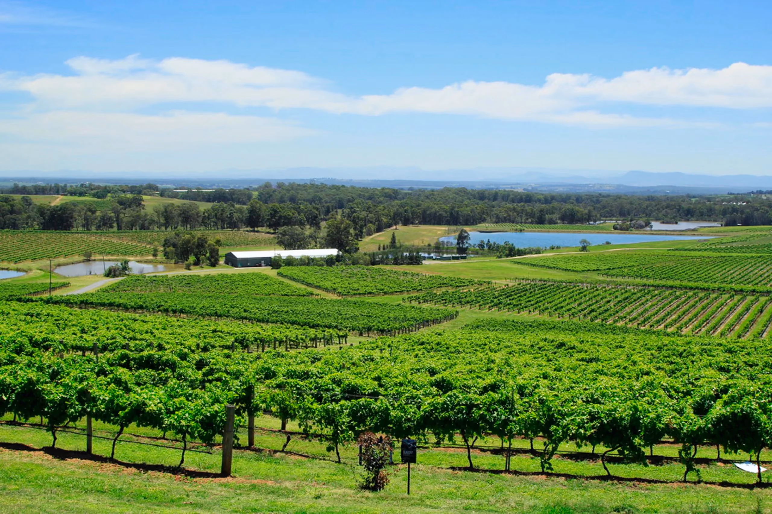 Rows of green grapevines rolling down to farm dams and a shed, with bush and a long blue range on the horizon